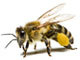 Пчеловодство в Апшеронске