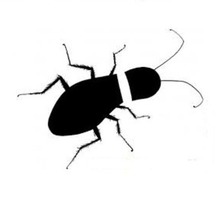 Дезинсекция. Уничтожение тараканов быстро и качественно - Клининговые услуги в Краснодарском Крае
