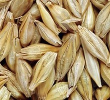 Семена озимого ячменя Рубеж, Стратег - Саженцы, растения в Краснодаре