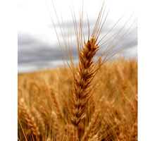 Семена озимой пшеницы Степь, Стиль-18, Таня, Тимирязевка-150, Шарм, Юка - Саженцы, растения в Краснодаре