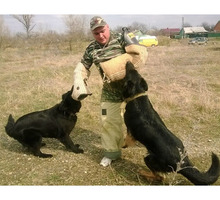Дрессировка собак всех пород постановка на охрану - Дрессировка, передержка в Краснодарском Крае