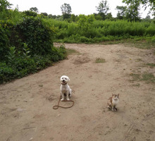 Воспитание обучение дрессировка собак с 3 месяцев - Дрессировка, передержка в Краснодарском Крае