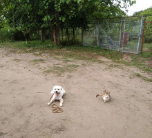Воспитание , дрессировка собак всех пород с 3 месяцев - Дрессировка, передержка в Краснодарском Крае