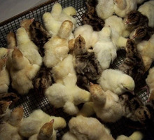 Индюшонок суточный доставка бесплатно - Птицы в Краснодарском Крае