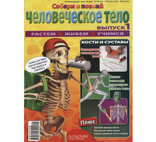 Модель человека, Обучающий набор Артёмка (Собери человеческое тело) - Игрушки в Краснодарском Крае