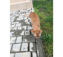 Найдена кошка ФМР - Бюро находок в Краснодарском Крае