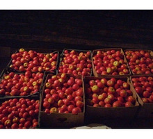 Помидоры на томат - Эко-продукты, фрукты, овощи в Краснодарском Крае