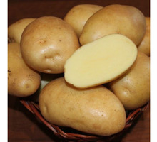 Продам картофель - Эко-продукты, фрукты, овощи в Краснодарском Крае