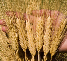 Семена озимой пшеницы сильные и ценные сорта - Саженцы, растения в Краснодарском Крае