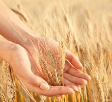 Семена озимой пшеницы среднепоздний сорт Юка - Саженцы, растения в Краснодаре
