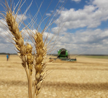 Семена озимой пшеницы скороспелый сорт Еланчик - Саженцы, растения в Краснодарском Крае