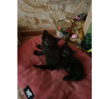 Котята -близнецы  в  заботливые  руки - Кошки в Краснодарском Крае