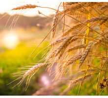 Семена озимой пшеницы среднеспелые сорта Алексеич, Ахмат - Саженцы, растения в Краснодаре