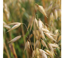 Семена ярового овса Валдин 765 - Саженцы, растения в Краснодарском Крае