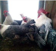 Яйцо инкубационное - Сельхоз животные в Краснодарском Крае