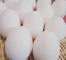 Куриные домашние яйца - Продукты питания в Краснодарском Крае