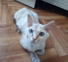Найдена кошка сфинкс браш - Бюро находок в Краснодарском Крае