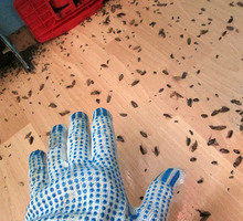 Уничтожение тараканов, клопов, мышей, дезинфекция - Клининговые услуги в Краснодарском Крае