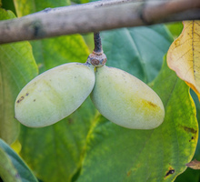 Азимина (Банановое дерево) 5 лет, плодоносящее - Саженцы, растения в Краснодаре