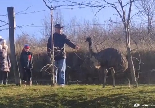 Под Краснодаром уже месяц не могут поймать сбежавшего страуса, за поимку объявлено вознаграждение