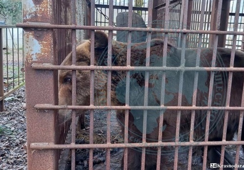 В закрытом сафари-парке на Кубани бросили несколько сотен животных.