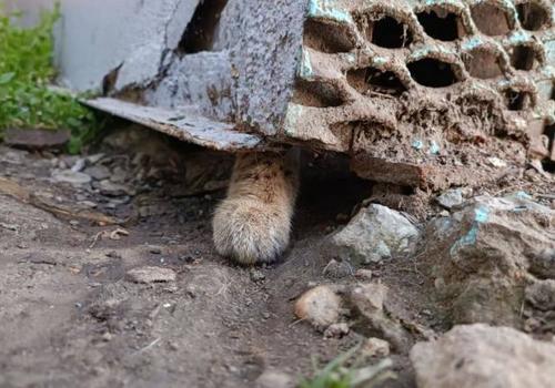 В Краснодаре прохожие обнаружили диких кошек сервалов, запертых в гараже