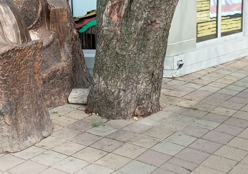 «Вода к корням не поступает»: краснодарец пожаловался на заложенное плиткой дерево
