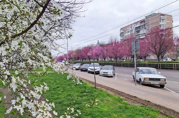 В краснодаре зацвели. Краснодар слива цветет Ставропольская. Слива Писсарди на Ставропольской Краснодар. Цветущие деревья в Краснодаре. Что сейчас цветет в Краснодаре.