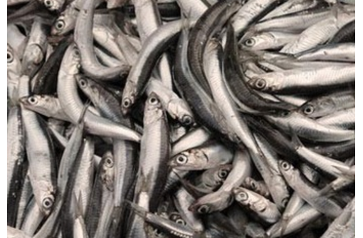 Рыба на Кубани - КРК ИП Захарчук «Керченская рыбная компания», только качественная продукция!